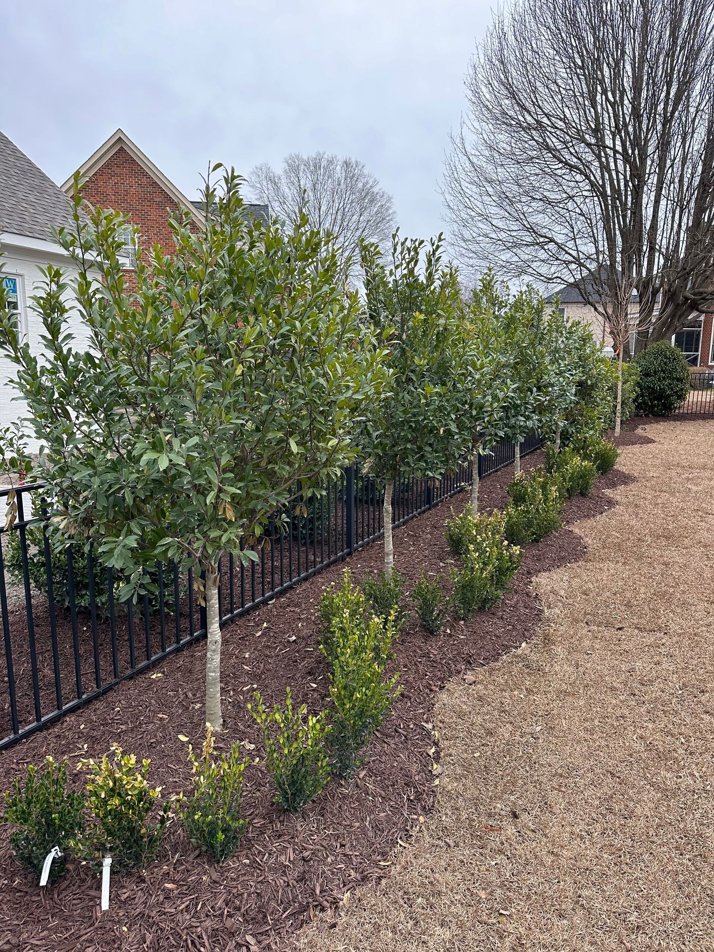 Boxwood, Hedges, Mulch, Elegant, Sod